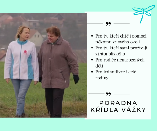 Křídla vážky